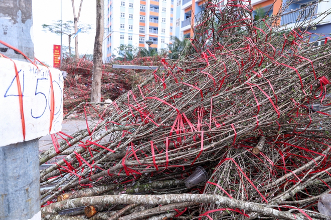 Chiều 29 tết, cành đào tiền triệu thành củi khô, chất đống trên vỉa hè Hà Nội- Ảnh 9. Chiều 29 tết, cành đào tiền triệu thành củi khô, chất đống trên vỉa hè Hà Nội- Ảnh 9.