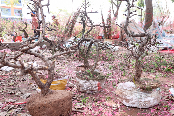 Chiều 29 tết, cành đào tiền triệu thành củi khô, chất đống trên vỉa hè Hà Nội- Ảnh 14. Chiều 29 tết, cành đào tiền triệu thành củi khô, chất đống trên vỉa hè Hà Nội- Ảnh 14.