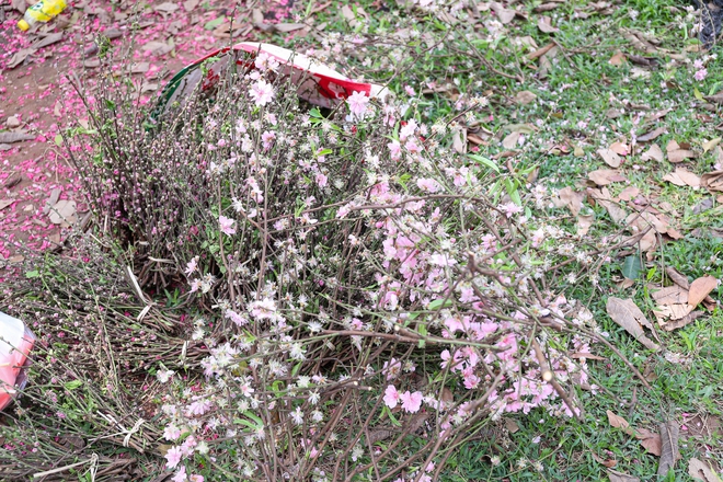 Chiều 29 tết, cành đào tiền triệu thành củi khô, chất đống trên vỉa hè Hà Nội- Ảnh 15. Chiều 29 tết, cành đào tiền triệu thành củi khô, chất đống trên vỉa hè Hà Nội- Ảnh 15.