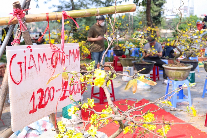 Chiều 29 tết, cành đào tiền triệu thành củi khô, chất đống trên vỉa hè Hà Nội- Ảnh 21. Chiều 29 tết, cành đào tiền triệu thành củi khô, chất đống trên vỉa hè Hà Nội- Ảnh 21.