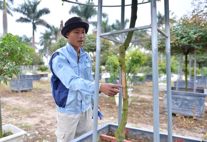 - Ảnh 10. - Ảnh 10.