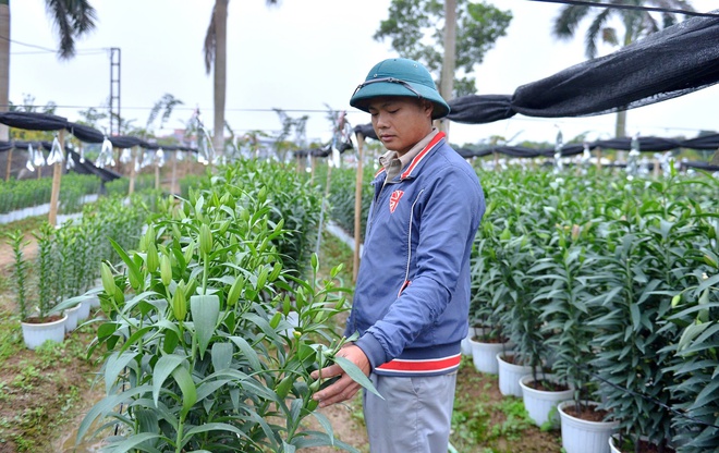 - Ảnh 2. - Ảnh 2.