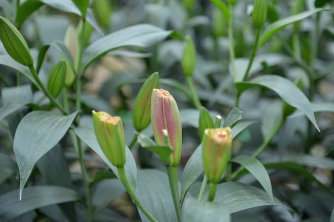 - Ảnh 5. - Ảnh 5.