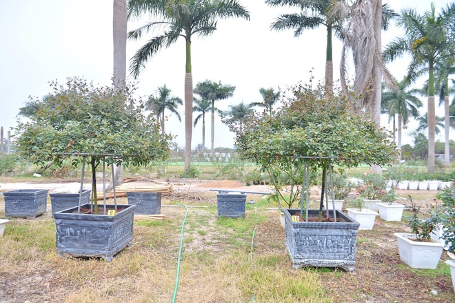 - Ảnh 8. - Ảnh 8.