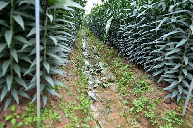 - Ảnh 4. - Ảnh 4.