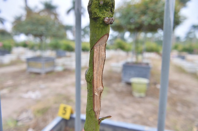 - Ảnh 9. - Ảnh 9.