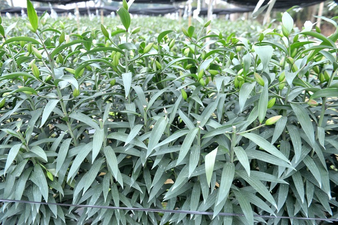 - Ảnh 3. - Ảnh 3.