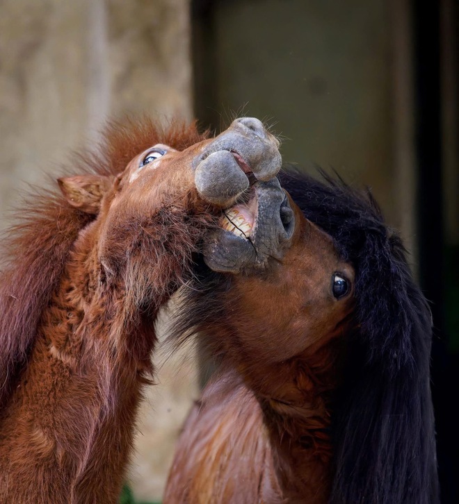 Vì sao hơn 110.000 người đổ về Thảo Cầm Viên Sài Gòn dịp tết? - Ảnh 3.