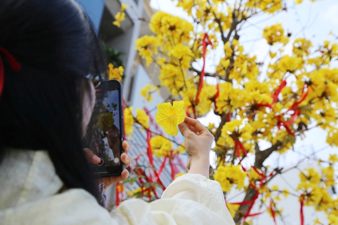 Hoa phong linh nhuộm vàng đường phố bên vịnh Hạ Long- Ảnh 10. Hoa phong linh nhuộm vàng đường phố bên vịnh Hạ Long- Ảnh 10.