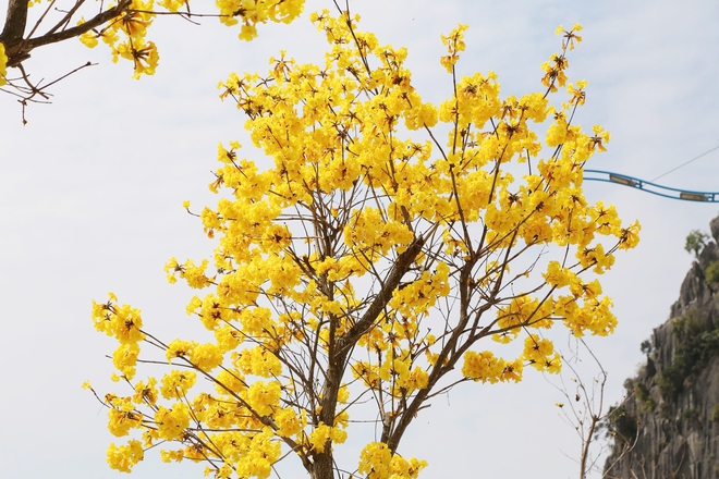 Hoa phong linh nhuộm vàng đường phố bên vịnh Hạ Long- Ảnh 2. Hoa phong linh nhuộm vàng đường phố bên vịnh Hạ Long- Ảnh 2.