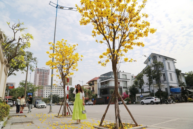 Hoa phong linh nhuộm vàng đường phố bên vịnh Hạ Long- Ảnh 5. Hoa phong linh nhuộm vàng đường phố bên vịnh Hạ Long- Ảnh 5.