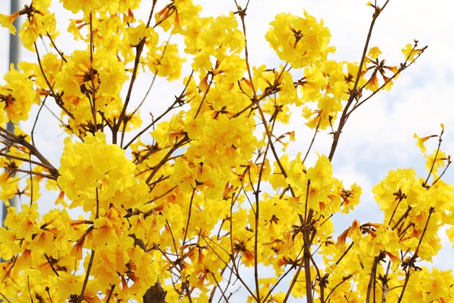 Hoa phong linh nhuộm vàng đường phố bên vịnh Hạ Long- Ảnh 3. Hoa phong linh nhuộm vàng đường phố bên vịnh Hạ Long- Ảnh 3.