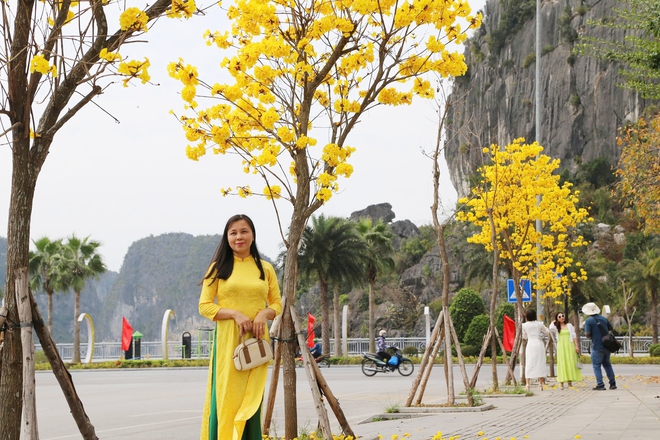 Hoa phong linh nhuộm vàng đường phố bên vịnh Hạ Long- Ảnh 8. Hoa phong linh nhuộm vàng đường phố bên vịnh Hạ Long- Ảnh 8.