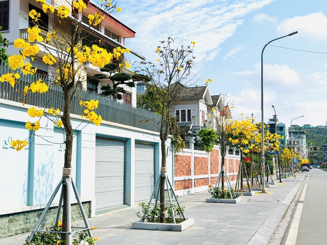 Hoa phong linh nhuộm vàng đường phố bên vịnh Hạ Long- Ảnh 6. Hoa phong linh nhuộm vàng đường phố bên vịnh Hạ Long- Ảnh 6.