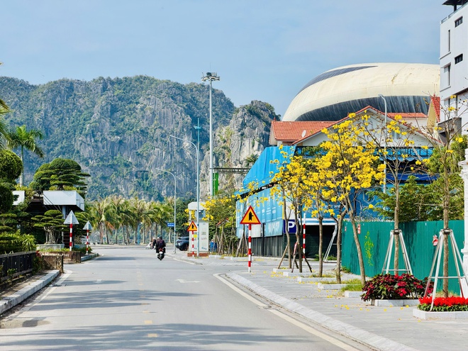 Hoa phong linh nhuộm vàng đường phố bên vịnh Hạ Long- Ảnh 4. Hoa phong linh nhuộm vàng đường phố bên vịnh Hạ Long- Ảnh 4.