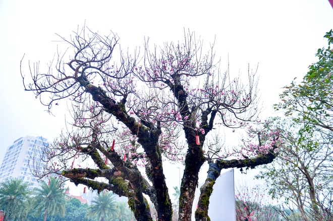 Gốc đ&agrave;o cổ thụ 50 năm từ Sa Pa cho thu&ecirc; gi&aacute; 650 triệu dịp tết 2026 - Ảnh 3.