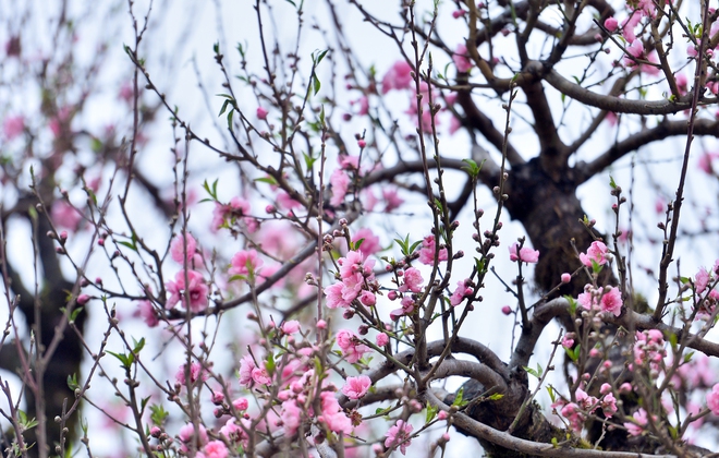 Gốc đ&agrave;o cổ thụ 50 năm từ Sa Pa cho thu&ecirc; gi&aacute; 650 triệu dịp tết 2026 - Ảnh 5.