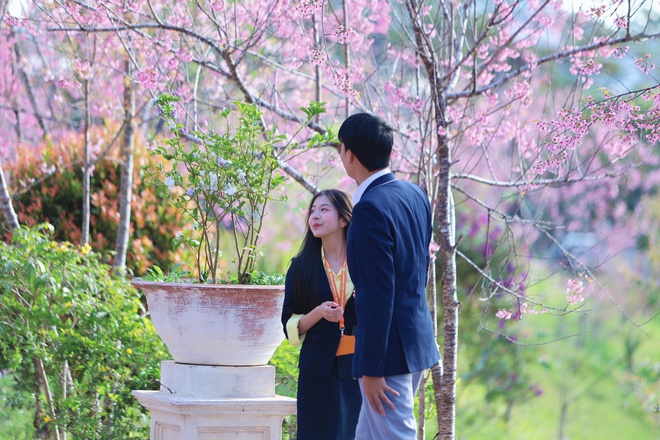 Trường ĐH Đ&agrave; Lạt rực sắc mai anh đ&agrave;o, sinh vi&ecirc;n, du kh&aacute;ch th&iacute;ch th&uacute; chụp ảnh- Ảnh 15.