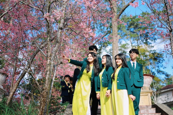 Trường ĐH Đ&agrave; Lạt rực sắc mai anh đ&agrave;o, sinh vi&ecirc;n, du kh&aacute;ch th&iacute;ch th&uacute; chụp ảnh- Ảnh 17.