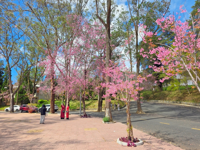 Trường ĐH Đ&agrave; Lạt rực sắc mai anh đ&agrave;o, sinh vi&ecirc;n, du kh&aacute;ch th&iacute;ch th&uacute; chụp ảnh- Ảnh 9.