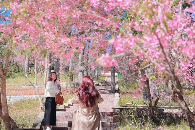 Trường ĐH Đ&agrave; Lạt rực sắc mai anh đ&agrave;o, sinh vi&ecirc;n, du kh&aacute;ch th&iacute;ch th&uacute; chụp ảnh- Ảnh 8.