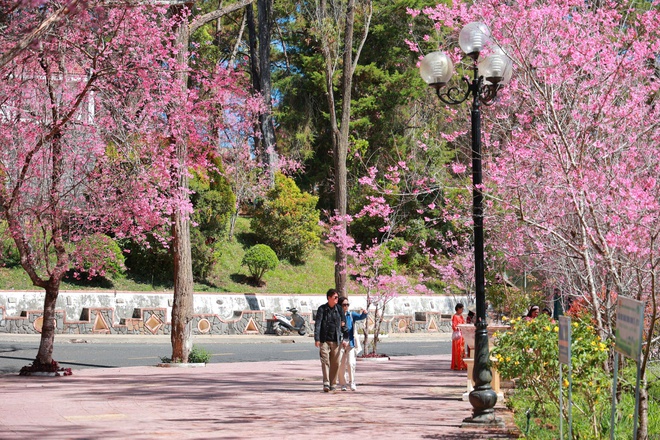 Trường ĐH Đ&agrave; Lạt rực sắc mai anh đ&agrave;o, sinh vi&ecirc;n, du kh&aacute;ch th&iacute;ch th&uacute; chụp ảnh- Ảnh 10.