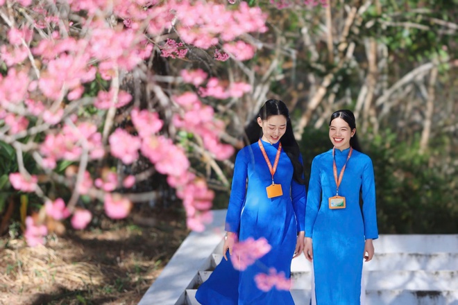 Trường ĐH Đ&agrave; Lạt rực sắc mai anh đ&agrave;o, sinh vi&ecirc;n, du kh&aacute;ch th&iacute;ch th&uacute; chụp ảnh- Ảnh 16.