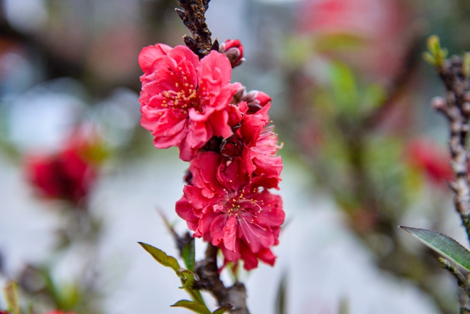 Cận cảnh cặp đ&agrave;o thất thốn 400 triệu, chờ đại gia thu&ecirc; về chơi tết- Ảnh 6.