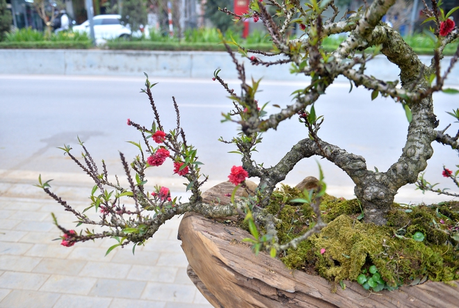 Cận cảnh cặp đ&agrave;o thất thốn 400 triệu, chờ đại gia thu&ecirc; về chơi tết- Ảnh 5.