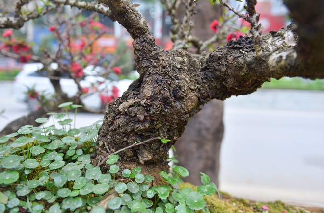 Cận cảnh cặp đ&agrave;o thất thốn 400 triệu, chờ đại gia thu&ecirc; về chơi tết- Ảnh 7.