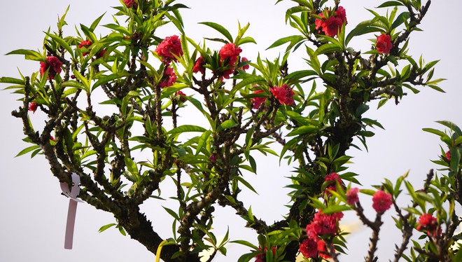 Đ&agrave;o thất thốn 'đổ bộ' đến xứ Thanh - Ảnh 6.