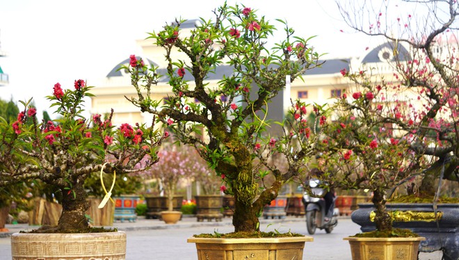 Đ&agrave;o thất thốn 'đổ bộ' đến xứ Thanh - Ảnh 5.