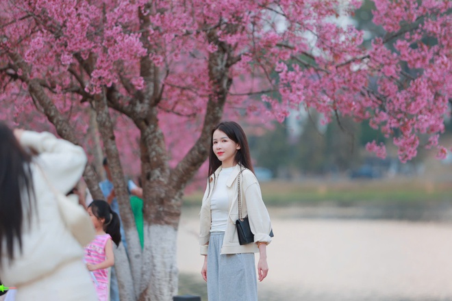 Bất ngờ mai anh đ&agrave;o nhuộm hồng Đ&agrave; Lạt, du kh&aacute;ch h&agrave;o hứng check-in - Ảnh 10.