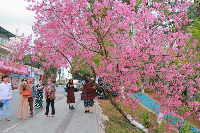 Bất ngờ mai anh đ&agrave;o nhuộm hồng Đ&agrave; Lạt, du kh&aacute;ch h&agrave;o hứng check-in - Ảnh 13.