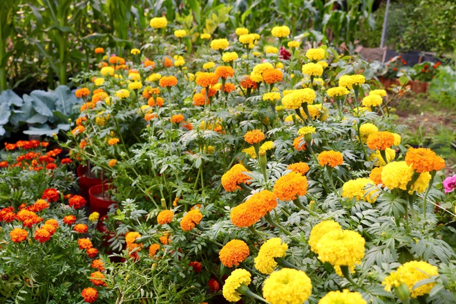 Vườn rau xanh mướt, rực rỡ sắc hoa trong l&ograve;ng th&agrave;nh phố - Ảnh 8.