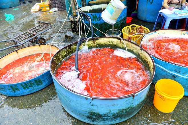 Gi&aacute; c&aacute; ch&eacute;p đỏ giảm s&acirc;u, l&aacute;i bu&ocirc;n đổ c&aacute; kh&aacute;ch chọn lại chậu, quyết kh&ocirc;ng b&aacute;n rẻ- Ảnh 3.