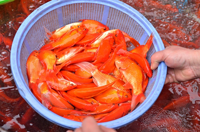 Gi&aacute; c&aacute; ch&eacute;p đỏ giảm s&acirc;u, l&aacute;i bu&ocirc;n đổ c&aacute; kh&aacute;ch chọn lại chậu, quyết kh&ocirc;ng b&aacute;n rẻ- Ảnh 5.