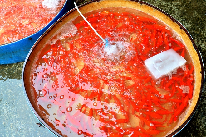 Gi&aacute; c&aacute; ch&eacute;p đỏ giảm s&acirc;u, l&aacute;i bu&ocirc;n đổ c&aacute; kh&aacute;ch chọn lại chậu, quyết kh&ocirc;ng b&aacute;n rẻ- Ảnh 4.