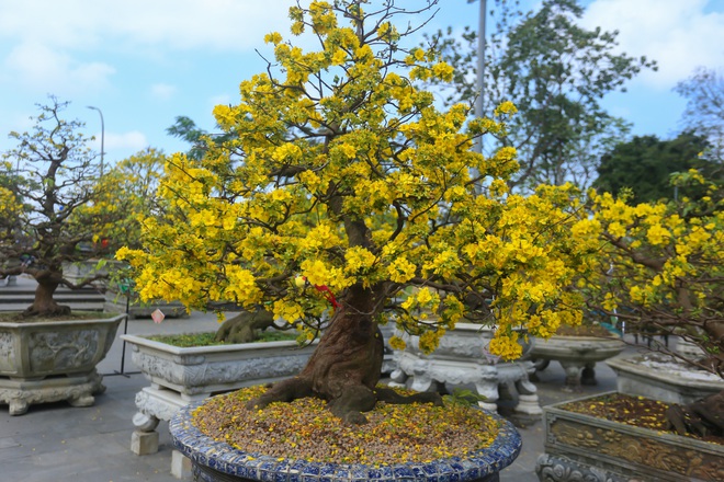 Chi&ecirc;m ngưỡng những 'si&ecirc;u' ho&agrave;ng mai tiền tỉ ở Huế trước Phu Văn L&acirc;u- Ảnh 5.