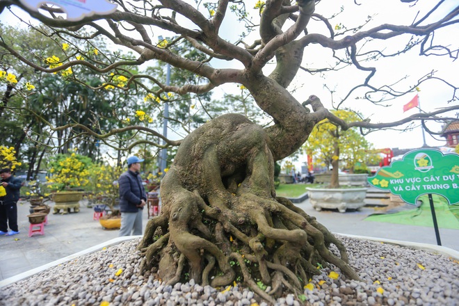 Chi&ecirc;m ngưỡng những 'si&ecirc;u' ho&agrave;ng mai tiền tỉ ở Huế trước Phu Văn L&acirc;u- Ảnh 7.