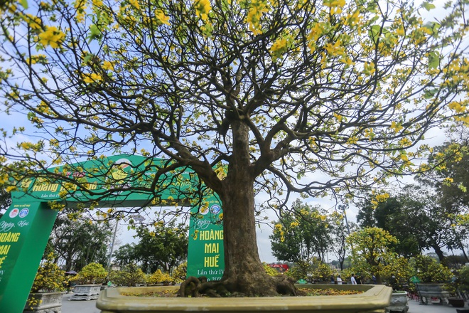 Chi&ecirc;m ngưỡng những 'si&ecirc;u' ho&agrave;ng mai tiền tỉ ở Huế trước Phu Văn L&acirc;u- Ảnh 9.