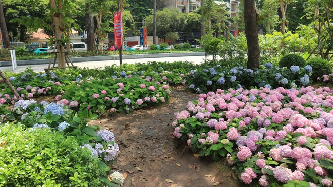 Vườn cẩm t&uacute; cầu 'view triệu đ&ocirc;' bất ngờ g&acirc;y sốt giữa trung t&acirc;m TP.HCM - Ảnh 3.