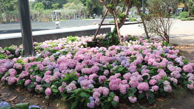 Vườn cẩm t&uacute; cầu 'view triệu đ&ocirc;' bất ngờ g&acirc;y sốt giữa trung t&acirc;m TP.HCM - Ảnh 5.