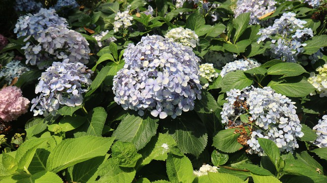 Vườn cẩm t&uacute; cầu 'view triệu đ&ocirc;' bất ngờ g&acirc;y sốt giữa trung t&acirc;m TP.HCM - Ảnh 4.