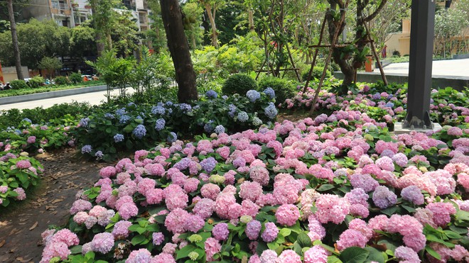 Vườn cẩm t&uacute; cầu 'view triệu đ&ocirc;' bất ngờ g&acirc;y sốt giữa trung t&acirc;m TP.HCM - Ảnh 9.