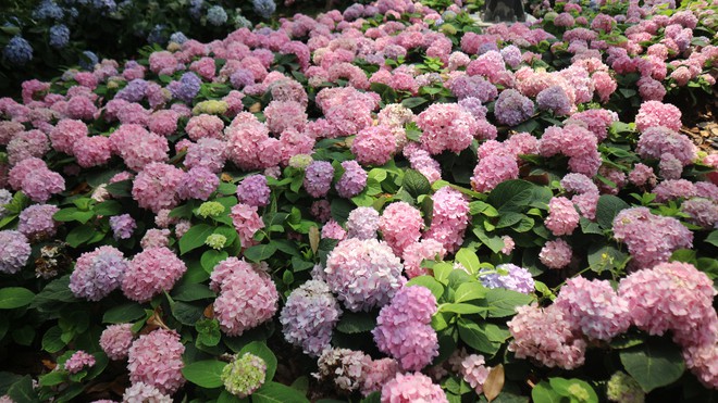 Vườn cẩm t&uacute; cầu 'view triệu đ&ocirc;' bất ngờ g&acirc;y sốt giữa trung t&acirc;m TP.HCM - Ảnh 2.