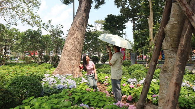 Vườn cẩm t&uacute; cầu 'view triệu đ&ocirc;' bất ngờ g&acirc;y sốt giữa trung t&acirc;m TP.HCM - Ảnh 10.