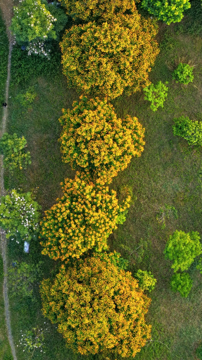Hoa điệp v&agrave;ng, k&egrave;n hồng thi nhau khoe sắc ở 'khu nh&agrave; gi&agrave;u' Ph&uacute; Mỹ Hưng TP.HCM - Ảnh 10.