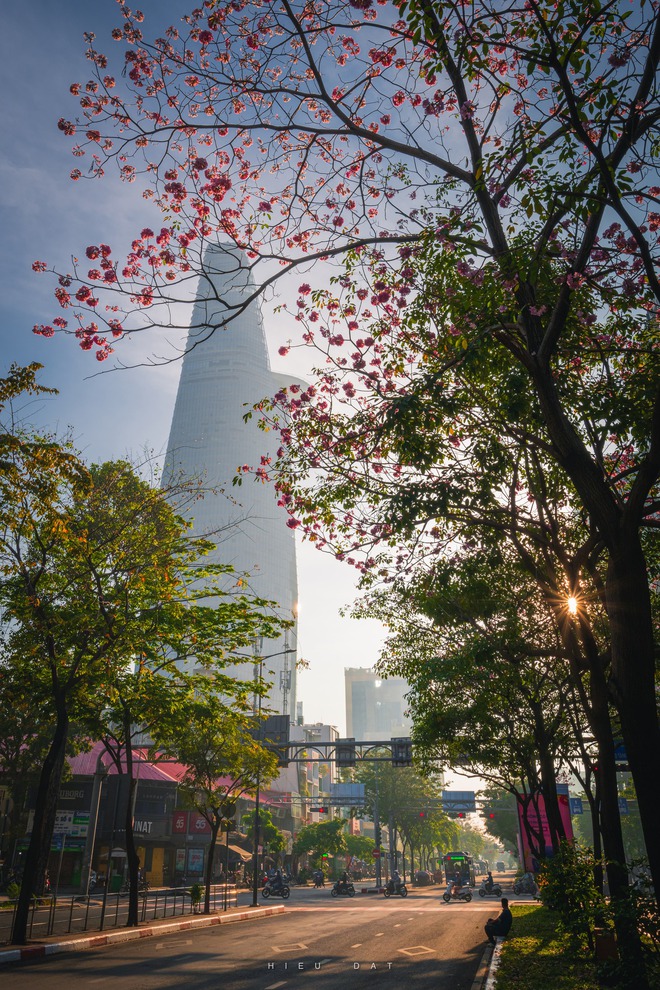 Hoa điệp v&agrave;ng, k&egrave;n hồng thi nhau khoe sắc ở 'khu nh&agrave; gi&agrave;u' Ph&uacute; Mỹ Hưng TP.HCM - Ảnh 15.