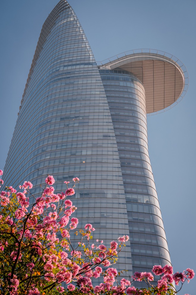 Hoa điệp v&agrave;ng, k&egrave;n hồng thi nhau khoe sắc ở 'khu nh&agrave; gi&agrave;u' Ph&uacute; Mỹ Hưng TP.HCM - Ảnh 14.